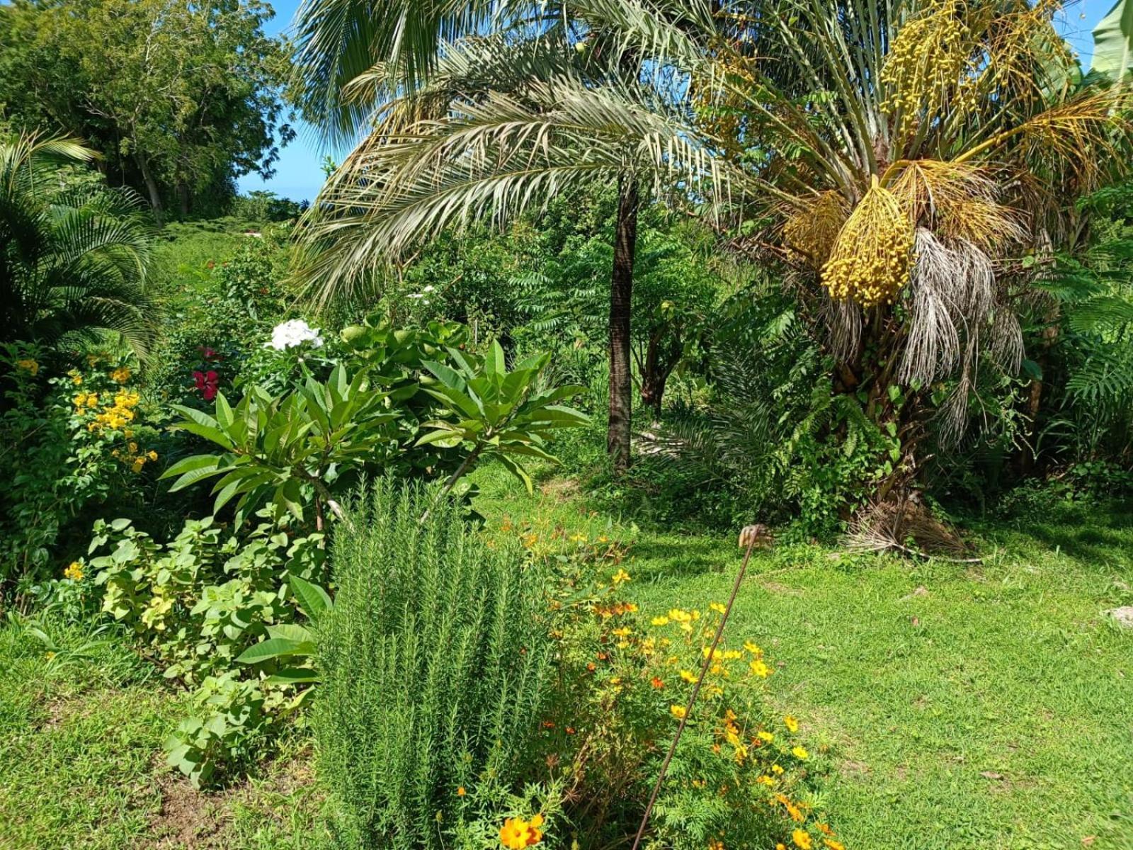 Les Gites Du Sud - O Naturel Gourbeyre Phòng bức ảnh